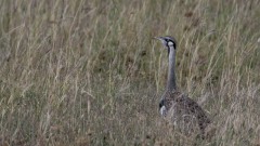 Sortbuget Trappe / Black-bellied bustard