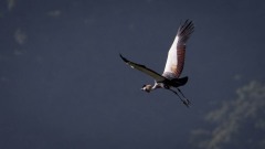 Krontrane / Crowned Crane