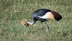 Krontrane / Crowned Crane