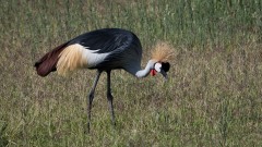 Krontrane / Crowned Crane
