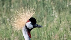Krontrane / Crowned Crane