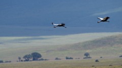Krontrane / Crowned Crane