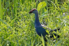 Indisk Sultanhøne / Indian Swamphen