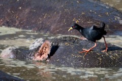 Sort Rørvagtel / Black Crake