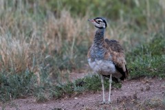 Rusttoppet Trappe / White-bellied bustard