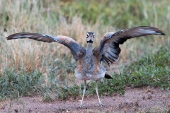 Rusttoppet Trappe / White-bellied bustard