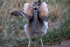 Rusttoppet Trappe / White-bellied bustard