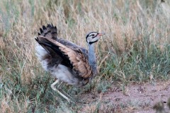 Rusttoppet Trappe / White-bellied bustard