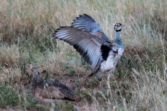 Rusttoppet Trappe / White-bellied bustard