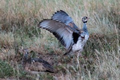 Rusttoppet Trappe / White-bellied bustard