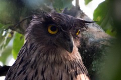 Brun fiskeugle / Brown Fish Owl