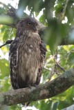 Brun fiskeugle / Brown Fish Owl
