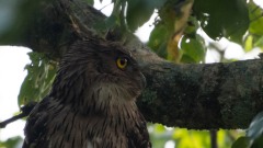 Brun fiskeugle / Brown Fish Owl