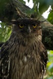 Brun fiskeugle / Brown Fish Owl