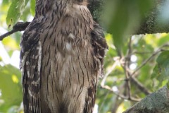 Brun fiskeugle / Brown Fish Owl