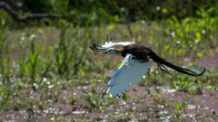 Fasanbladhøne / Pheasant-tailed Jacana