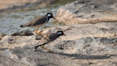 Indisk Vibe / Red-wattled lapwing