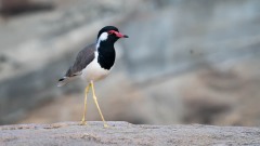 Indisk Vibe / Red-wattled lapwing
