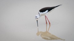 Stylteløber / Black winged Stilt