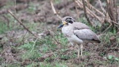 Stor Triel / Great Stone-curlew