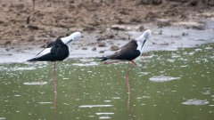 Stylteløber / Black winged Stilt