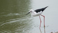Stylteløber / Black winged Stilt