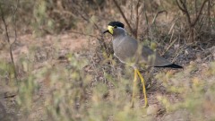 Indisk Lapvibe / Yellow-wattled lapwing