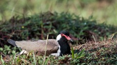 Indisk Vibe / Red-wattled lapwing