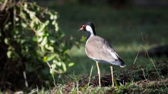 Indisk Vibe / Red-wattled lapwing