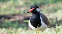 Indisk Vibe / Red-wattled lapwing