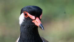 Indisk Vibe / Red-wattled lapwing