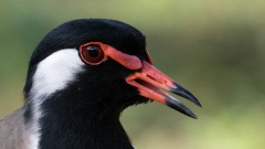 Indisk Vibe / Red-wattled lapwing