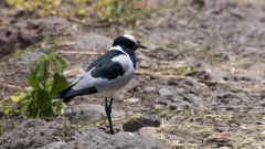Broget vibe / Blacksmith Plover