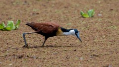 Afrikansk bladhøne / African Jacana