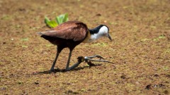 Afrikansk bladhøne / African Jacana