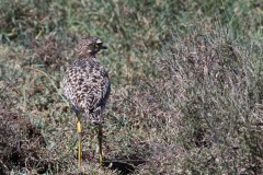 Plettet triel / Spotted Stone Curlew