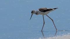 Stylteløber / Black winged Stilt
