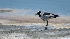 Broget vibe / Blacksmith Plover