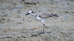 Ørkenpræstekrave / Grater Sand Plover