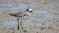 Ørkenpræstekrave / Grater Sand Plover