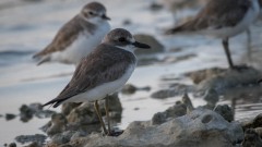 Ørkenpræstekrave / Grater Sand Plover
