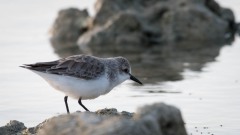 Dværgryle / Little Stint