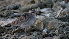 Pacific Golden Plover / Sibirisk Hjejle