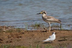 Stor Triel / Great Stone-curlew