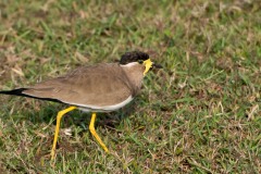 Indisk Lapvibe / Yellow-wattled lapwing