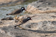 Indisk Vibe / Red-wattled lapwing