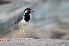 Indisk Vibe / Red-wattled lapwing