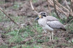 Stor Triel / Great Stone-curlew