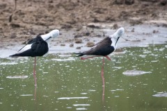 Stylteløber / Black winged Stilt