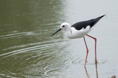 Stylteløber / Black winged Stilt